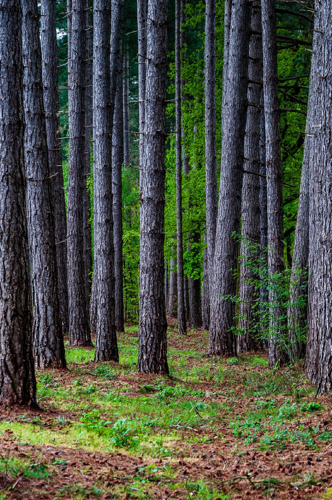 Foto van zaterdag 27 april 2019 uit Landschap & natuur door Paul Winnen